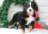 AKC Registered Bernese Mountain Dog For Sale Sugarcreek, OH Female- Sugar