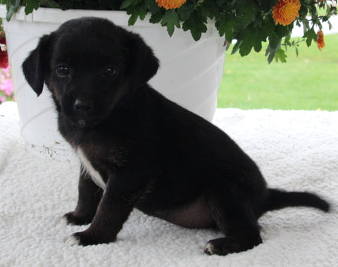 Terrier Mix For Sale Baltic OH Female-Gracie