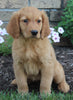 AKC Registered Golden Retriever For Sale Millersburg OH Female-Cora
