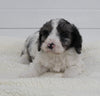 Cavapoo For Sale Fresno OH Male-Mason