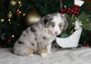 Mini Australian Shepherd For Sale Orrville OH Male-Rebel