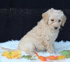 Medium F1B Labradoodle For Sale Millersburg OH Female-Hannah