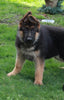 AKC Registered German Shepherd For Sale Millersburg, OH Male- Kordell