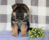 AKC Registered German Shepherd For Sale Millersburg, OH Male- Kordell