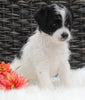Jackapoo For Sale Apple Creek OH Male-Blaze