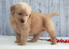 AKC Registered Golden Retriever For Sale Millersburg, OH Male- Evan