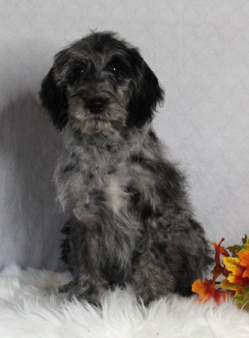 F1B Medium Labradoodle For Sale Millersburg OH Female-Fern