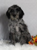 F1B Medium Labradoodle For Sale Millersburg OH Female-Fern