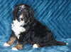 Mini Bernedoodle For Sale Dundee OH Male-Asher