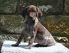 AKC Registered German Shorthaired Pointer For Sale Fredericksburg OH Female-Dakota