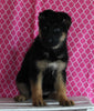 AKC Registered German Shepherd For Sale Millersburg OH Female-Molly