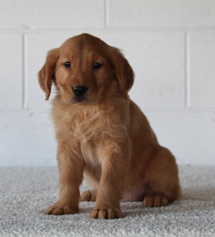 AKC Registered Golden Retriever For Sale Millersburg OH Female-Cookie