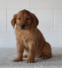 AKC Registered Golden Retriever For Sale Millersburg OH Female-Cookie