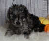 F1B Cavapoo For Sale Sugarcreek OH Male-Mickie