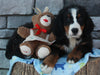 AKC Registered Bernese Mountain Dog For Sale Brinkhaven OH Male-Brady