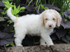 F1BB Mini Labradoodle For Sale Millersburg OH Male-Edward
