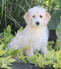 F1B Medium Labradoodle For Sale Millersburg OH Female-Frosty