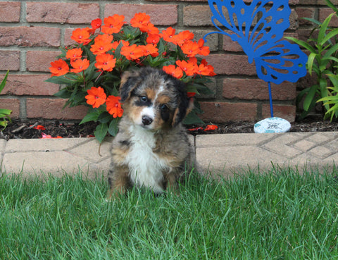 Bernedoodle For Sale Millersburg OH Male-Baxter