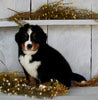 AKC Registered Bernese Mountain Dog For Sale Millersburg OH Male-Rusty