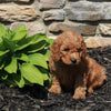 Mini Goldendoodle For Sale Sugarcreek OH Female-Judy