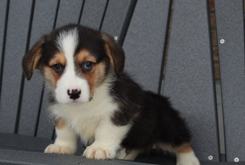 AKC Registered Pembroke Welsh Corgi For Sale Millersburg, OH Male- Carl