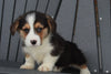 AKC Registered Pembroke Welsh Corgi For Sale Millersburg, OH Male- Carl
