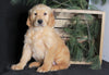 AKC Registered Golden Retriever For Sale Millersburg, OH Male- Tucker