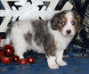 Cavapoo For Sale Millersburg OH Male-Kaleb