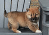 AKC Registered Shiba Inu For Sale Millersburg, OH Female- Delila