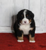 AKC Registered Bernese Mountain Dog For Sale Millersburg OH Male-Max