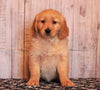AKC Registered Golden Retriever For Sale Fredericksburg, OH Female- Hanna