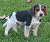 Beagle For Sale Sugarcreek OH Male-Spike