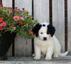 Mini Bernedoodle For Sale Sugarcreek OH Female-Penny