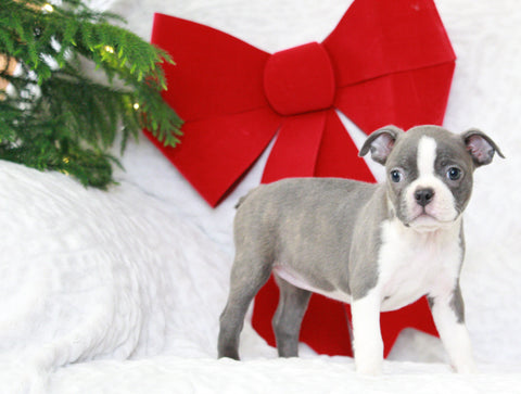 AKC Registered Boston Terrier For Sale Warsaw, OH Female Elsa
