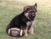 AKC Registered German Shepherd For Sale Millersburg, OH Male- Gunner