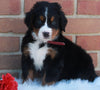 AKC Registered Bernese Mountain Dog For Sale Sugarcreek OH Male -Conner