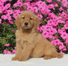 AKC Registered Golden Retriever For Sale Millersburg OH Female-Heather