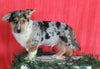 German Shepherd Mix For Sale Millersburg, OH Male- Damaris