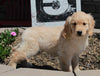 AKC Registered Golden Retriever For Sale Fredericksburg OH Female-Kit
