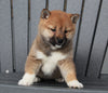 AKC Registered Shiba Inu For Sale Millersburg, OH Female- Delila