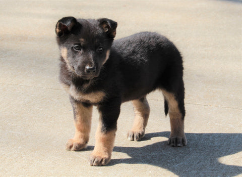 ACA Registered German Shepherd For Sale Millersburg, OH Female- Annabelle