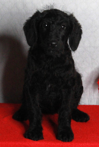 Medium F1B Labradoodle For Sale Millersburg OH Female-Heather