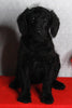 Medium F1B Labradoodle For Sale Millersburg OH Female-Heather