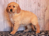 AKC Registered Golden Retriever For Sale Fredericksburg, OH Female- Hanna