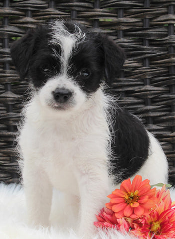Jackapoo For Sale Apple Creek OH Male-Blaze