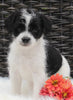 Jackapoo For Sale Apple Creek OH Male-Blaze
