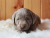 AKC Registered Silver Labrador Retriever For Sale Fredericksburg, OH Male- Billy