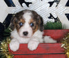 Cavapoo For Sale Millersburg OH Male-Kaleb