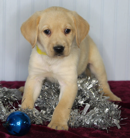 Labrador Retriever Mix For Sale Fredericksburg OH Male-Charles