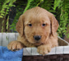 AKC Registered Golden Retriever For Sale Shreve OH Female-Amber